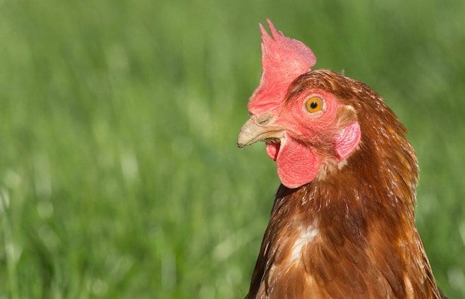 A free-range hen