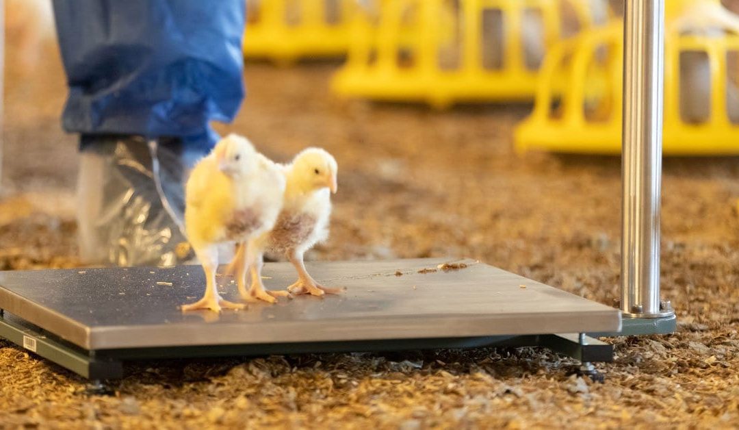 a broiler chick on the new weighing scales offered by poultry sense
