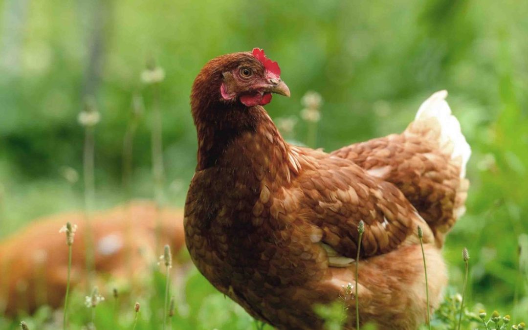 Watch: RSPCA Assured visits Mac’s free-range egg farm in new promotional video