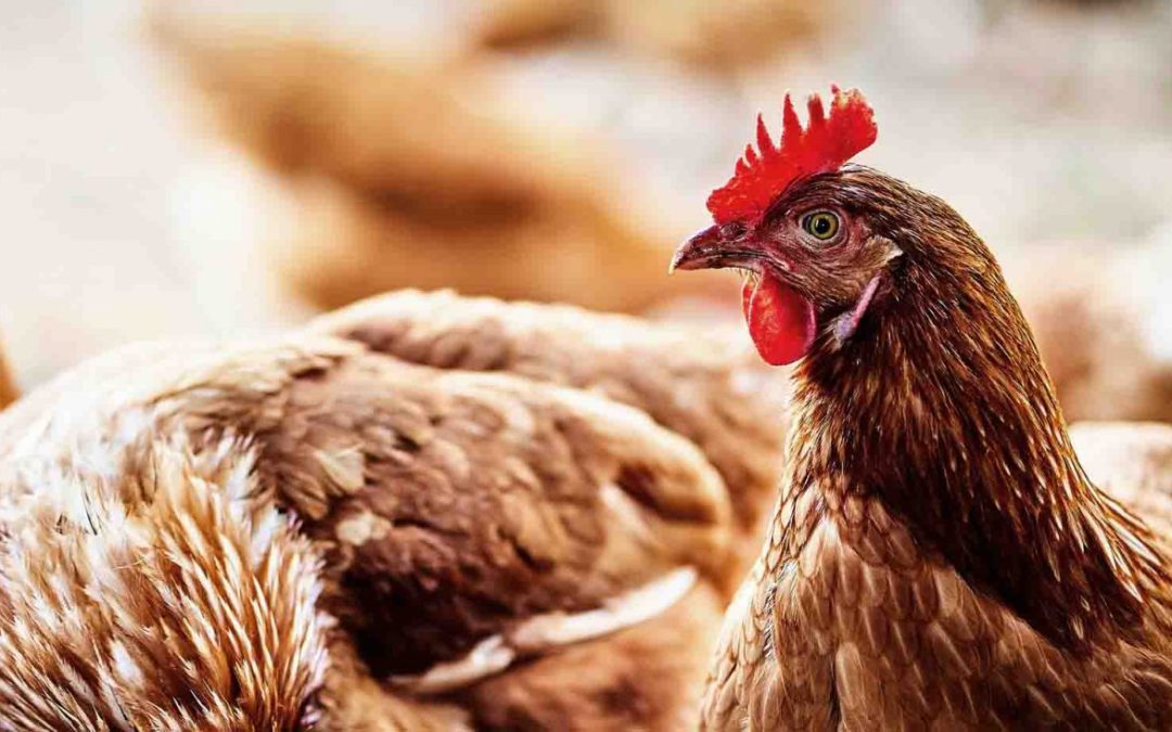 12 tips for preparing free-range hens for a housing order