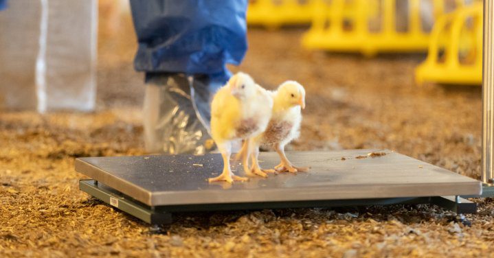chicks on weighing scales