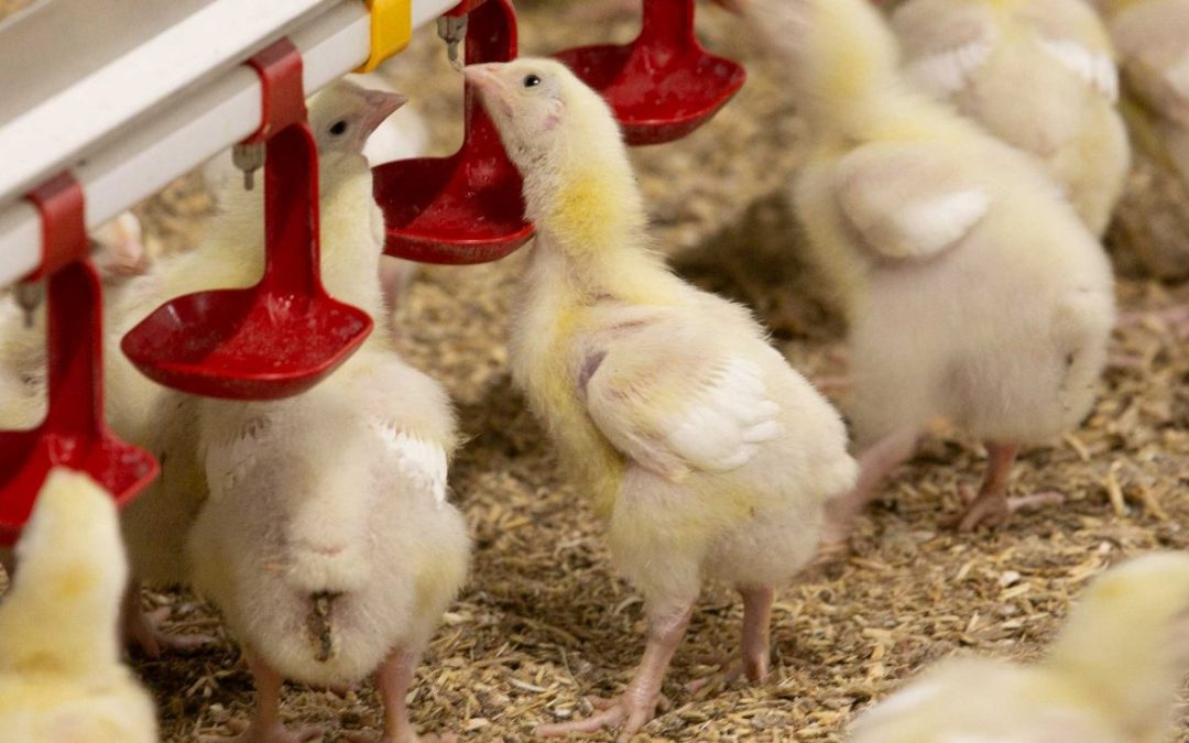 chicks drinking from a lubing system