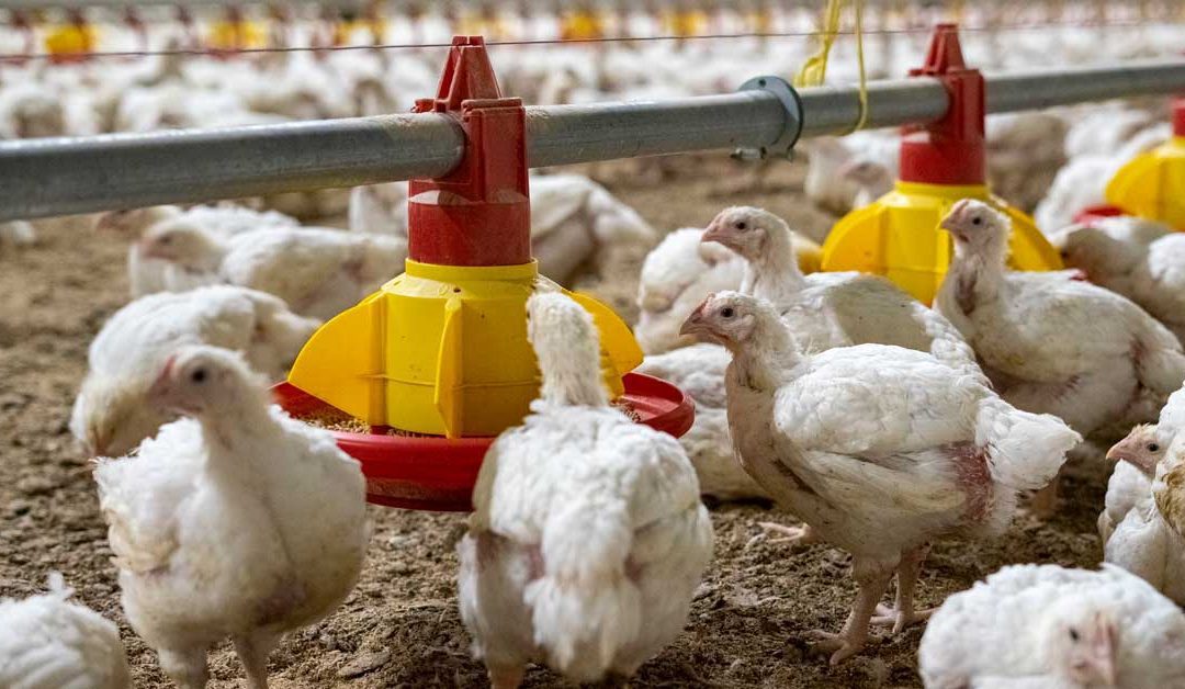 Broiler disease investigation – understanding the process