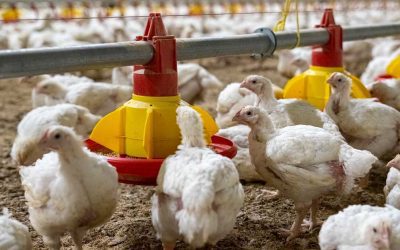 6 factors that can reduce ammonia on poultry farms