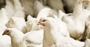 Healthy broiler finish for healthy profits