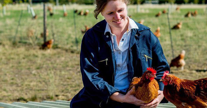 Retailers move to pledge support packages for egg sector