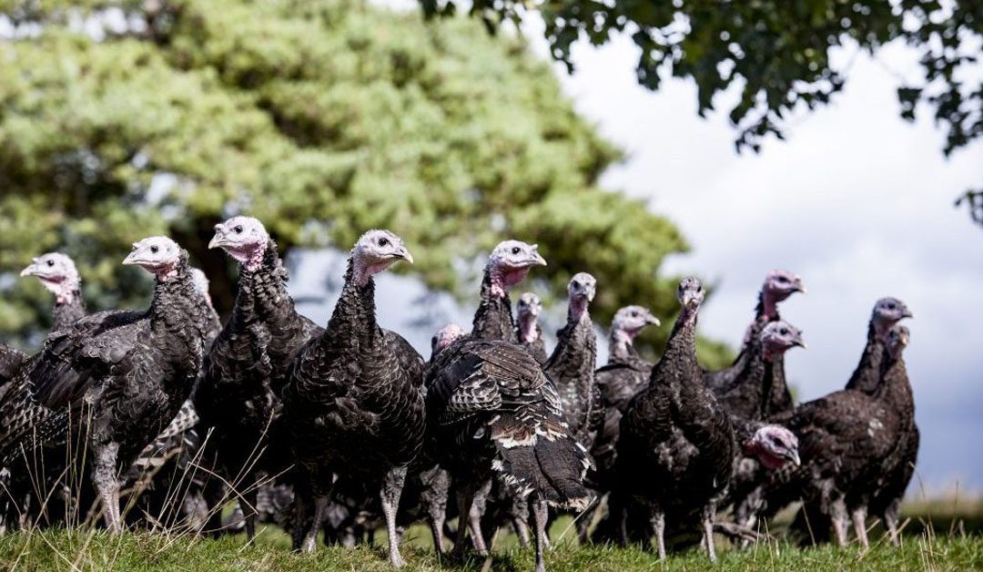 Opinion: ‘Poultry farm businesses are feeling a severe squeeze on margins’