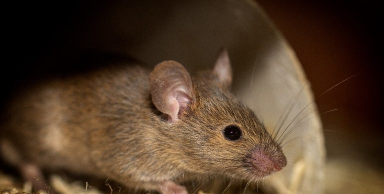 How to take an integrated pest management approach to control rodents on poultry farms