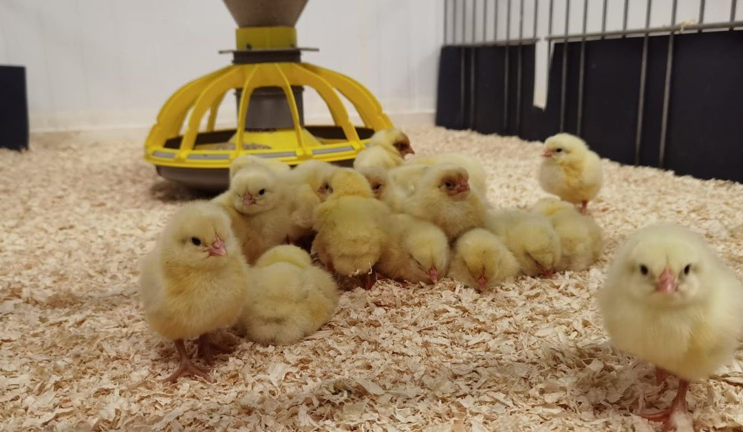 The effect of Guanidinoacetic Acid on the performance of slow-growing broilers