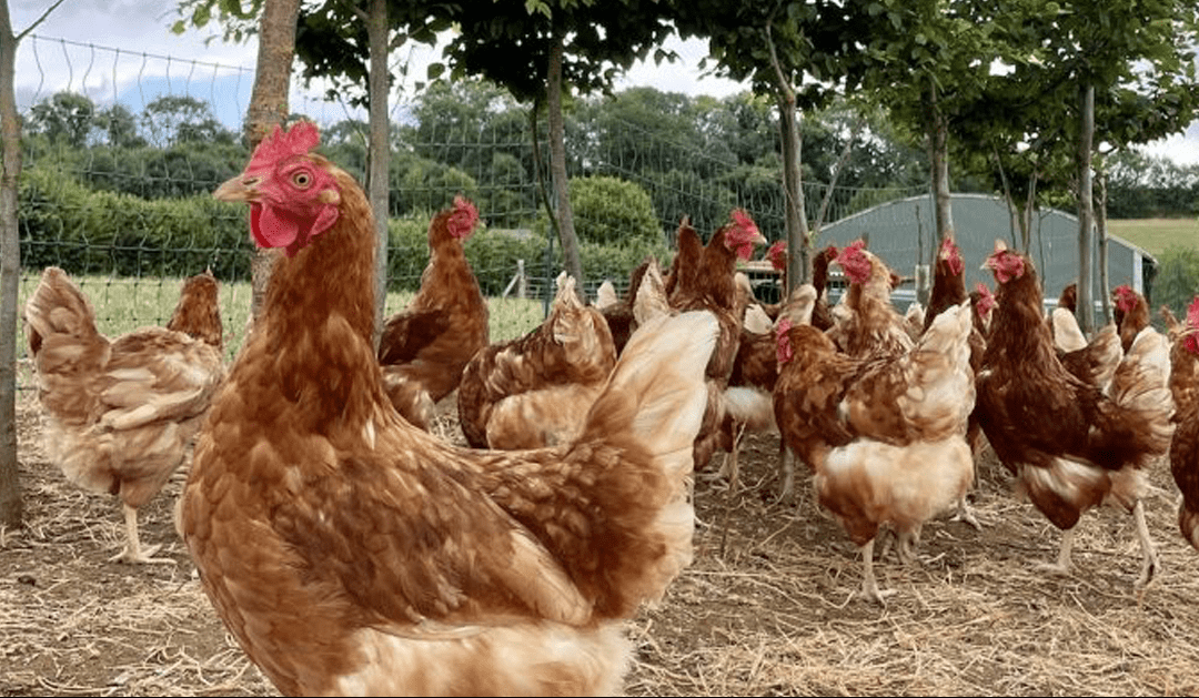 How Noble Foods developed its first line of carbon-neutral eggs