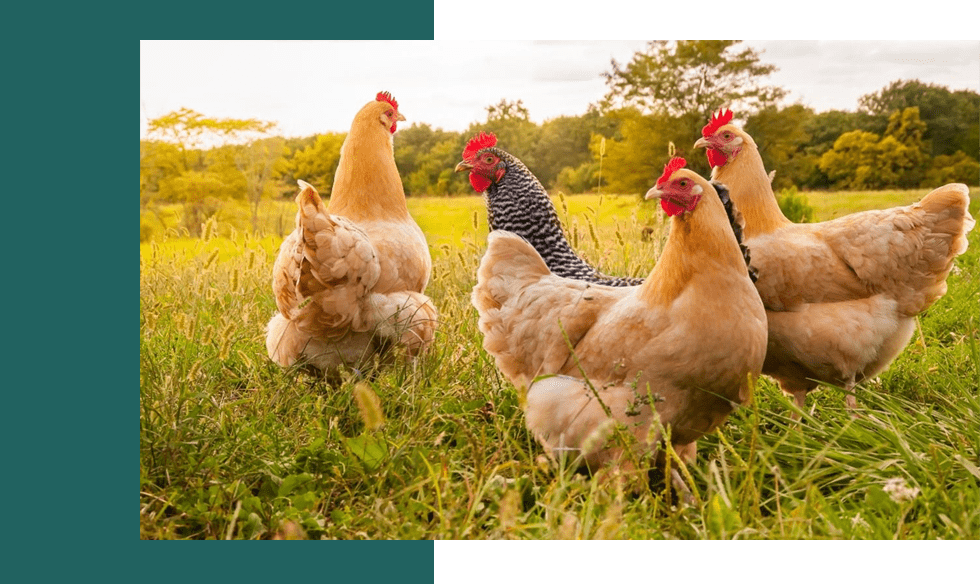 Five ways the poultry sector can improve its sustainability