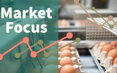 European egg markets to remain tight for some time
