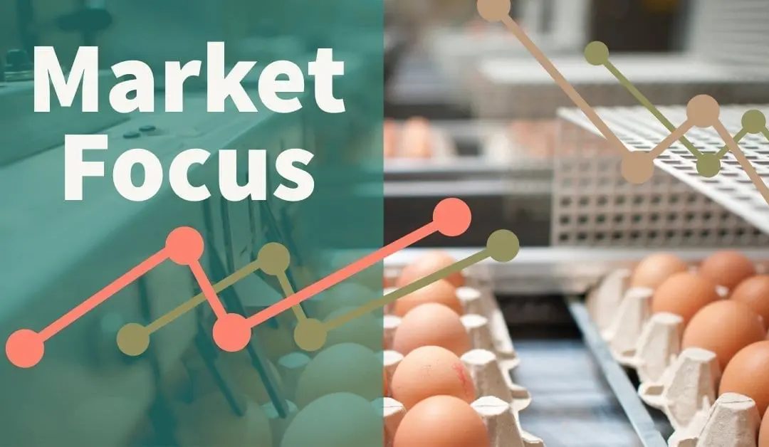 Layer placings suggest return to confidence in egg market