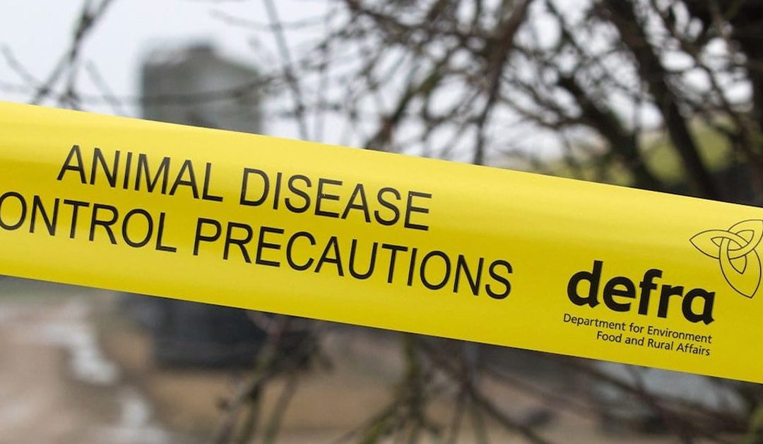 Avian influenza detected in two UK poultry workers