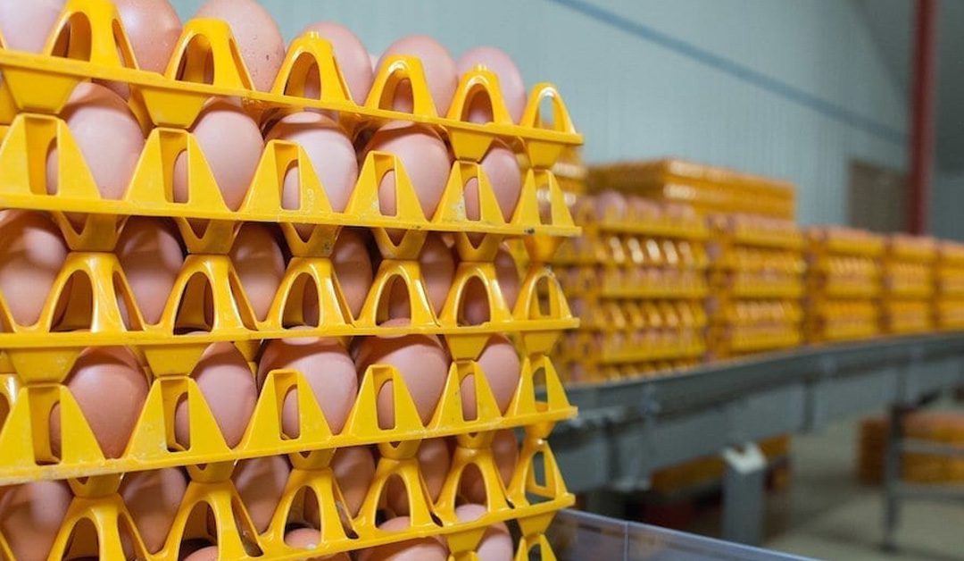 Retail poultry and egg inflation falls sharply