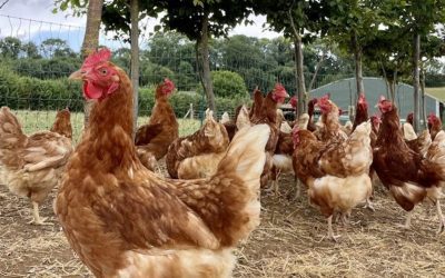 Opinion: Motivational interviewing can maximise poultry advisers’ success when supporting clients