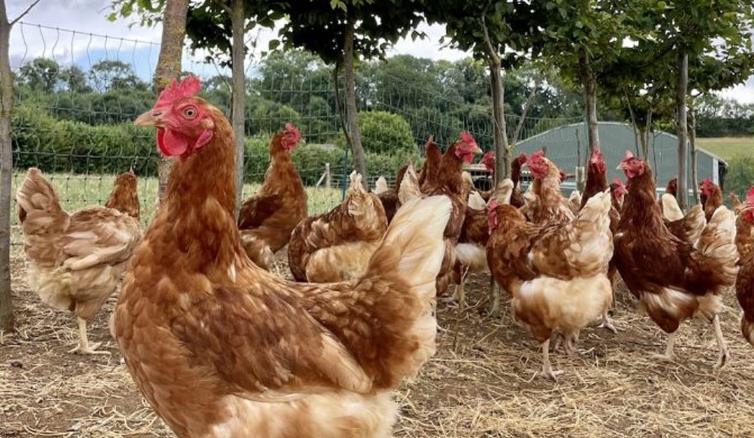 Opinion: Motivational interviewing can maximise poultry advisers’ success when supporting clients