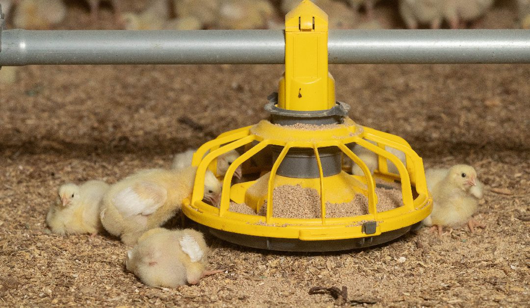 ABN joins £5.9m project hoping to make more use of pulses in poultry diets