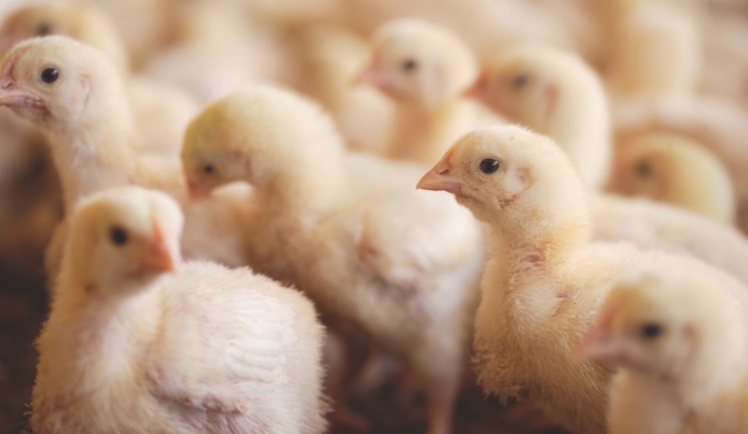 New report highlights challenges of β-mannans in UK poultry rations
