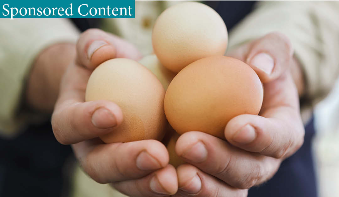 How technology helped Highland Eggs owner Gordon Whiteford grow his business more sustainably